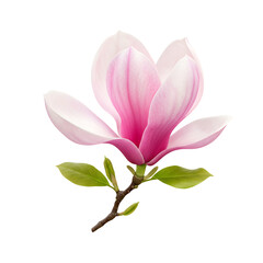Obraz premium 優しく輝くピンクの花びら 繊細なマグノリア 春の光
