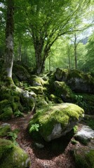 Enchanted Forest A Sanctuary of Green Serenity