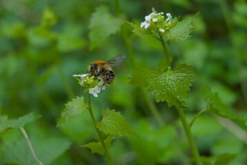 A delicate bumblebee clings to a small white flower, its fuzzy body bathed in soft sunlight. The contrast of deep black and golden hues against crisp petals evokes serenity and natural harmony.