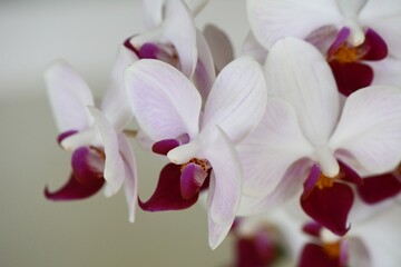 Burgundy red and white orchids display their famous beauty.