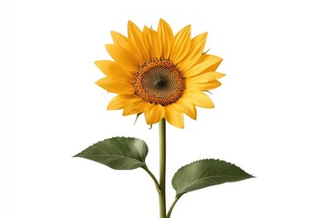 Fototapeta premium Bright sunflower blooming beautifully on white background