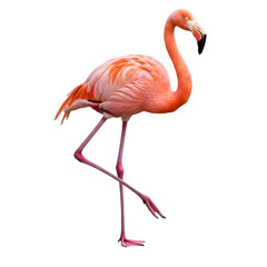 Fototapeta premium 鮮やかなピンク色 優雅に立つ フラミンゴ 黒背景