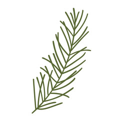 Pine Tree Branch in Hand Drawn Style. Nature decoration for Christmas frames and wreaths. Fir symbols. Holidays green flat twigs
