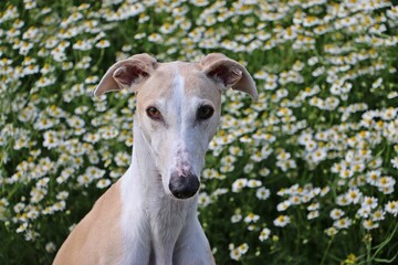 Obraz premium close-up of the head portrait of a light brown and white galgo sitting in a field of wild chamomile