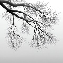 Obraz premium Detailed Branch Silhouette Against a Hazy Gray Background