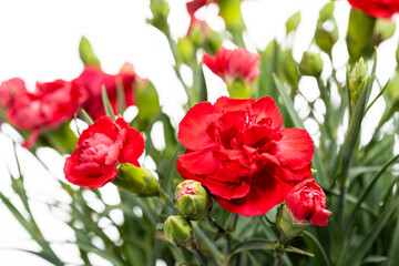 白背景に赤いカーネーションの花のクローズアップ