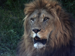 オスのライオン