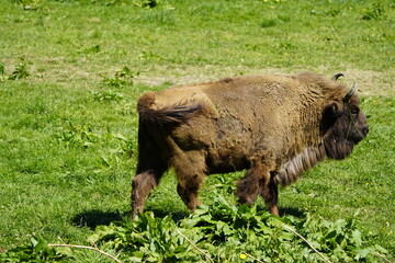 The European bison (Bos bonasus; commonly Bison bonasus) is a species of European cattle (Bovini). Wiesent enclosure in Springe, Germany.