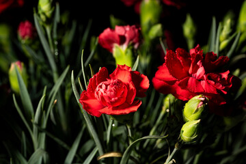 黒背景に赤いカーネーションの花のクローズアップ