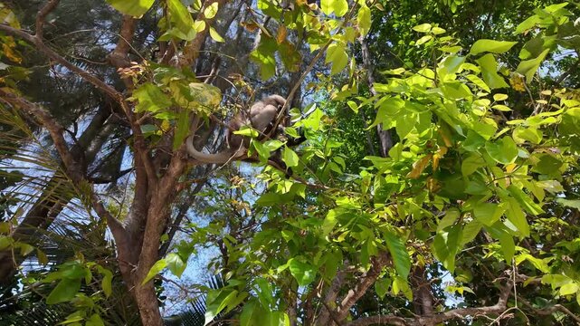 Dusky leaf monkey (Trachypithecus obscurus) or Spectacled langur eating leaves on a tree in  Railay Beach, Krabi, Thailand.