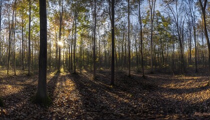 Obraz premium Sunlight filtering through a dense autumn forest.
