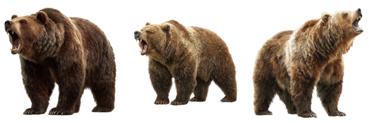 Three realistic bears in different poses, showing aggressive behavior with open mouths and roaring expressions, isolated on transparent background