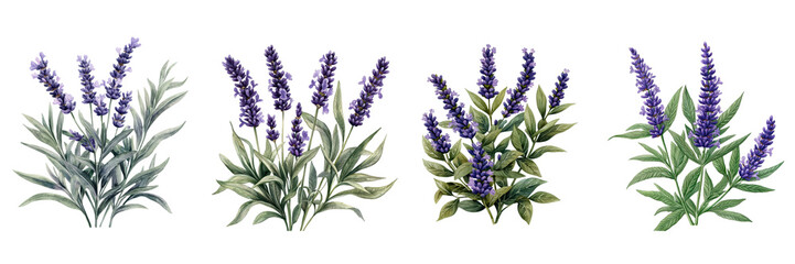 Fototapeta premium Collection of Four Watercolor Lavender Bush Illustrations Botanical Designs for Herbal Product Packaging