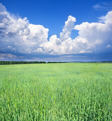 Obraz premium Green wheat on the field in early summer on background thunderstorm dark clouds