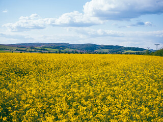 Obraz premium Wide rapeseed field in bloom with distant hills, scattered clouds, and village on the horizon. Rapeseed is grown for vegetable oil, animal feed, and biofuel.