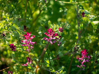 Close-up of wild common fumitory (Fumaria officinalis) with pink and purple flowers and green foliage. Medicinal plant growing in nature, often found in fields and gardens.