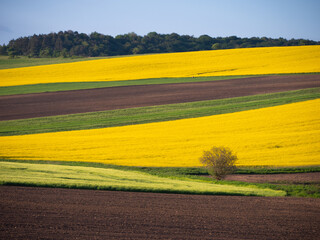 Colorful spring fields with blooming rapeseed, green grain, and freshly plowed soil create a calm,...