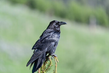 Raven on a small pine tree in Yellowstone National Park, Wyoming, USA