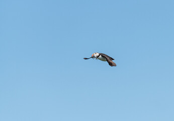 Puffin in flight carrying sand eels, Northumberland, England