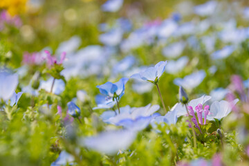 春の野原に咲き誇るネモフィラとホトケノザのクローズアップ