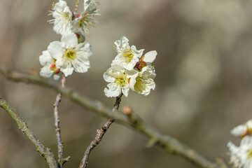 春先に咲き誇る白い梅の花のクローズアップ