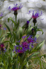 Fototapeta premium Exquisite macro capture of a violet flower, showcasing vivid petals, soft purples, and delicate textures against a naturally blurred backdrop, evoking timeless elegance.