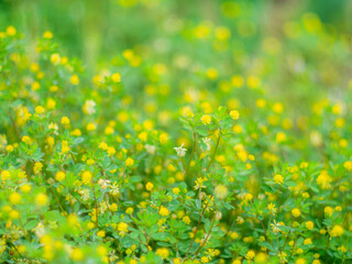 Obraz premium 春の公園や野原を彩るコメツブツメクサのある景色。野原の風景。フィルムカメラのような柔らかい雰囲気