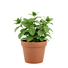 Fototapeta premium Vibrant Green Mint Plant in a Terracotta Pot, Fresh Aromatic Herb in a Brown Flowerpot, Homegrown Culinary Ingredient