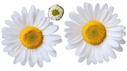 Three White Daisies With Yellow Centers One Closed Bud Isolated On Transparent Background