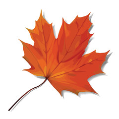 autumn maple leaf, red maple leaf vector, beautiful autumn illustration leaf with shadow, colorful leaf vector