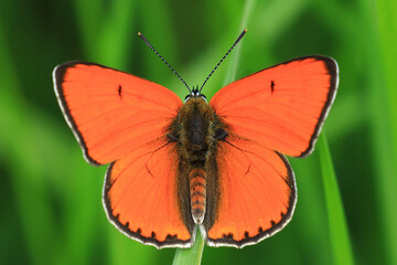 Large Copper, Lycaena dispar, beautiful red butterfly