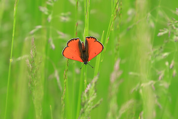 Large Copper, Lycaena dispar, beautiful red butterfly