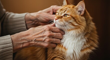 Close-up elderly hands petting cat, Senior human animal bond, Cat fur texture, Caring touch, Domestic scene, Warm interaction