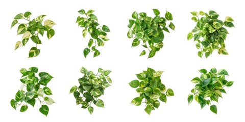 Obraz premium fresh herbs isolated on white