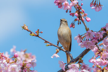河津桜の枝にとまるジョウビタキの春の風景