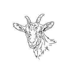 Goat Head Hand Drawn Illustration Vector