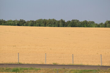 ripe wheat in the fields of southern Russia