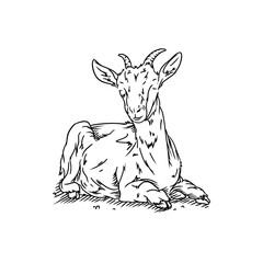 Goat Hand Drawn Illustration Vector