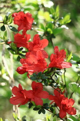 Fototapeta premium 咲き誇る情熱の花