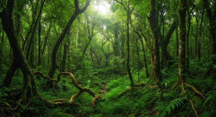 Obraz premium Lush rainforest vibrant green mystery awaits explore nature's hidden beauty