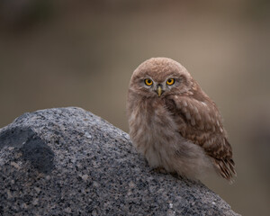 Little Owl | Closup Eyes