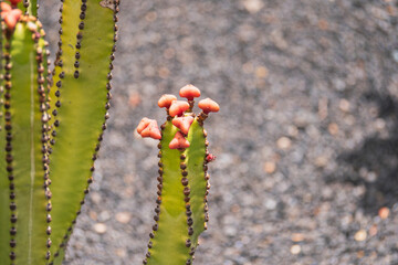 Vibrant Cactus Blooms Brighten the Landscape at Jardin de Cactus in Lanzarote