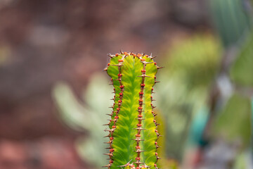 Exploring the beauty of cacti at Jardin de Cactus in Lanzarote's unique landscape