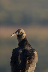 Close-up of a Black Vulture Head and Neck