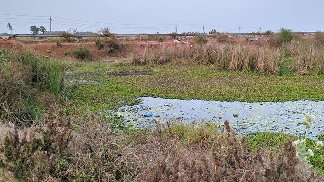 A pan shot of a large rural lake filled with dirty, stagnant water and shrubs at indian village