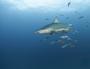 Tiburón con remoras