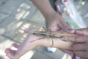 Stick Insect on Child's Arm, Nature and Wildlife Interaction.