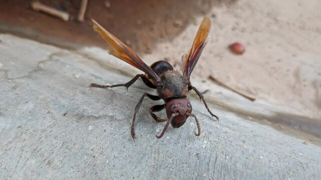 A macro shot of a sick, aged greater banded hornet, Vespa tropica struggling to crawl on the ground