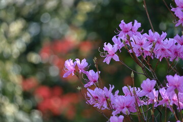 咲き誇る情熱の花