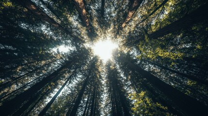 Forest canopy sunlight view